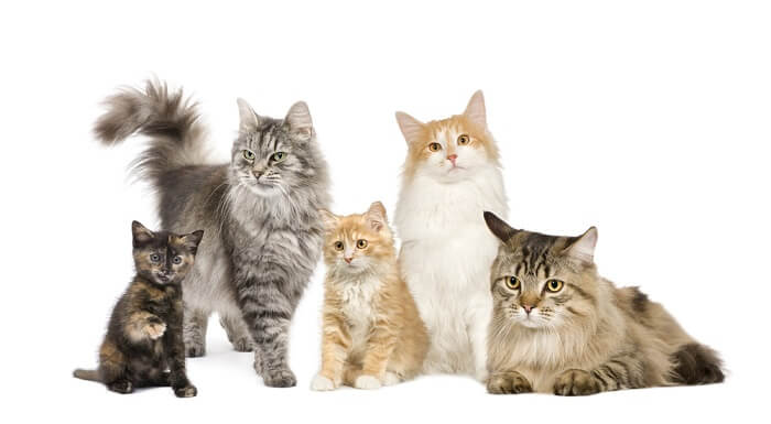 Des chats avec différents types de pelage