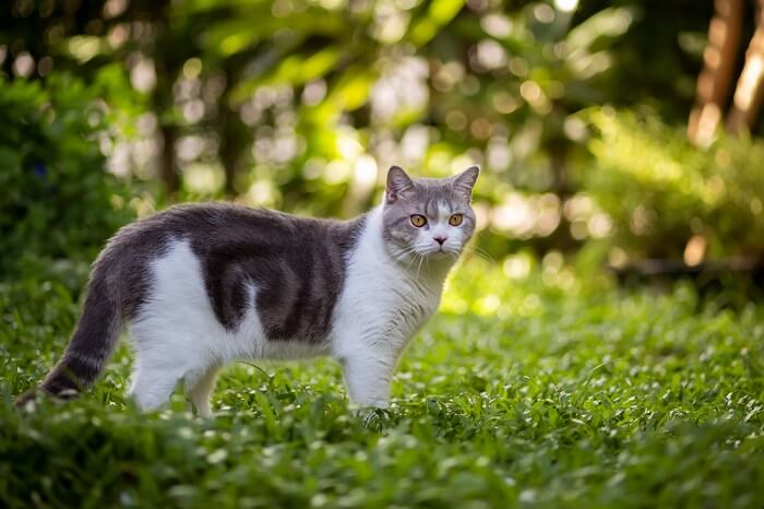 Chat dans un environnement vert