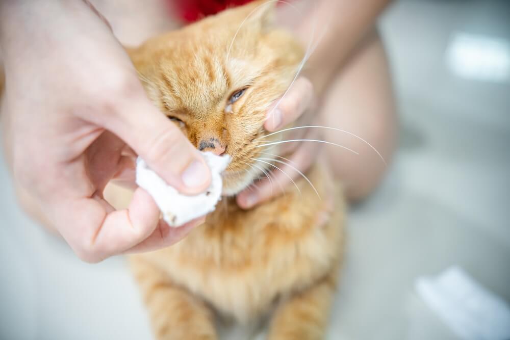 Personne essuyant le nez d'un chat