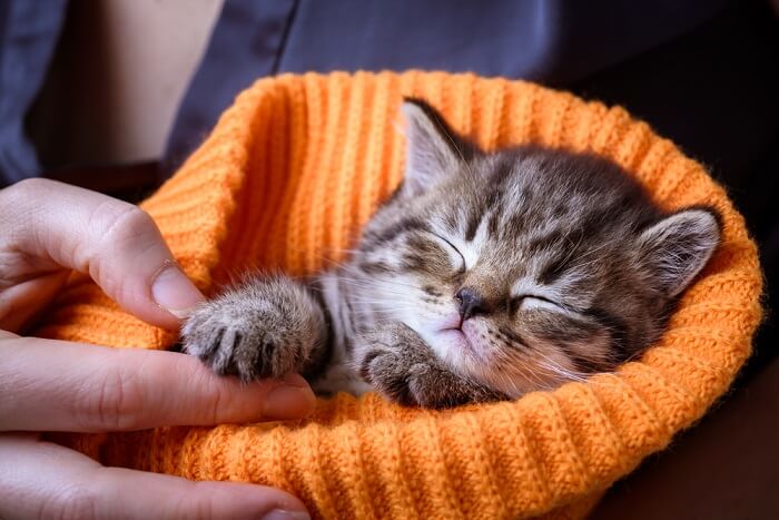 Chaton enveloppé dans un chapeau orange