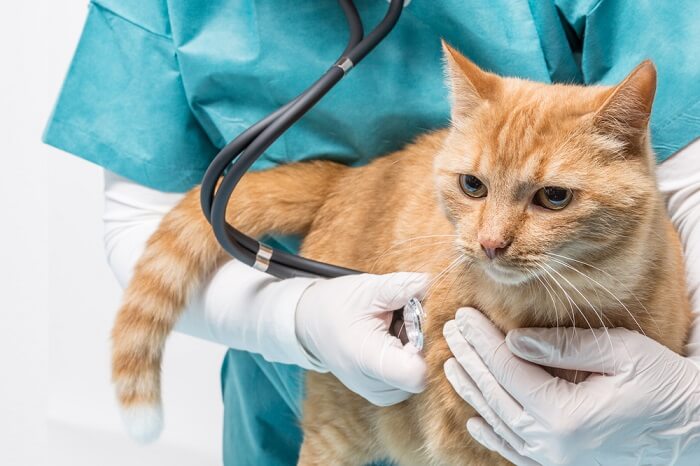 Coût du traitement de la pneumonie chez le chat