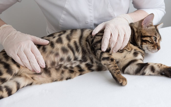 Une personne avec des gants caresse un chat du Bengal