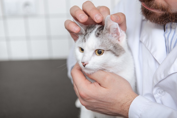 Médicament à base de doxycycline pour chats