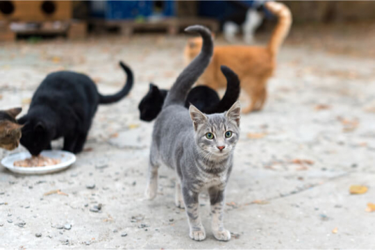 Comment prendre soin des chats sauvages