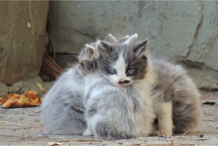 Chatons sauvages