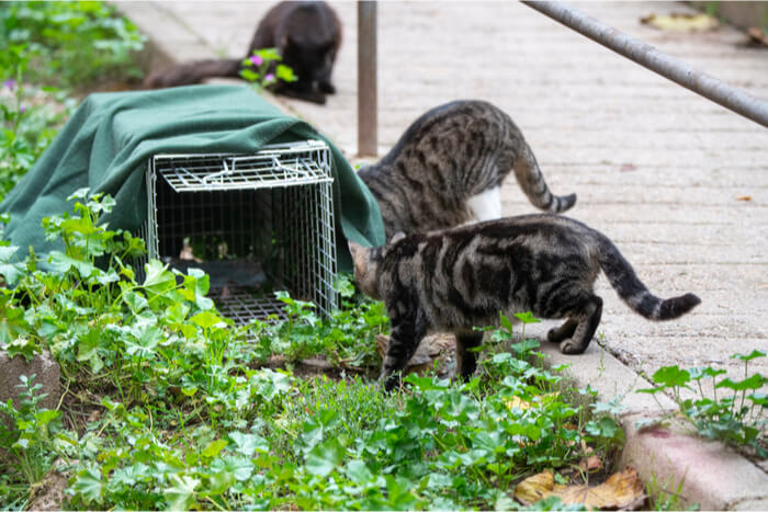 Chats sauvages près du piège TNR