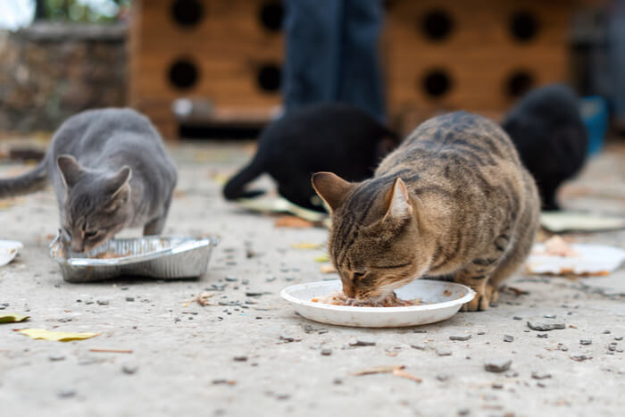 Chats sauvages en train de manger