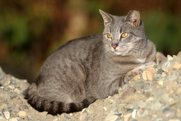 Chat sauvage avec bout d'oreille