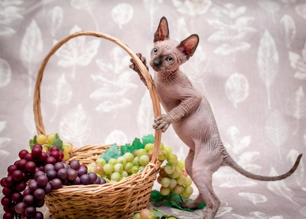 Un chat debout sur ses pattes arrières, tenant joyeusement un panier de raisins