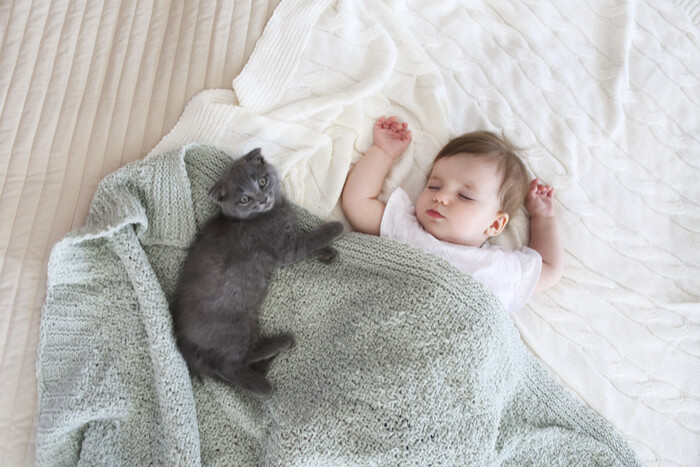 Bébé fait la sieste avec un chaton