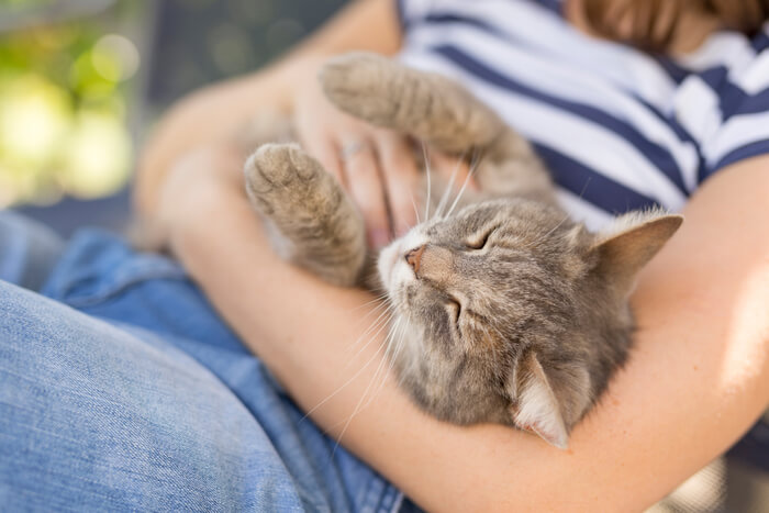 Chat câlin