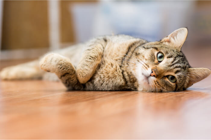 Chat couché sur le sol