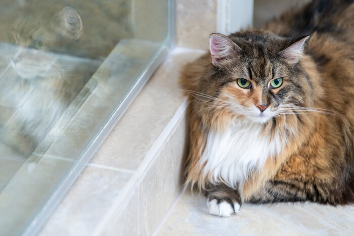 Chat allongé sur du carrelage pour rester au frais