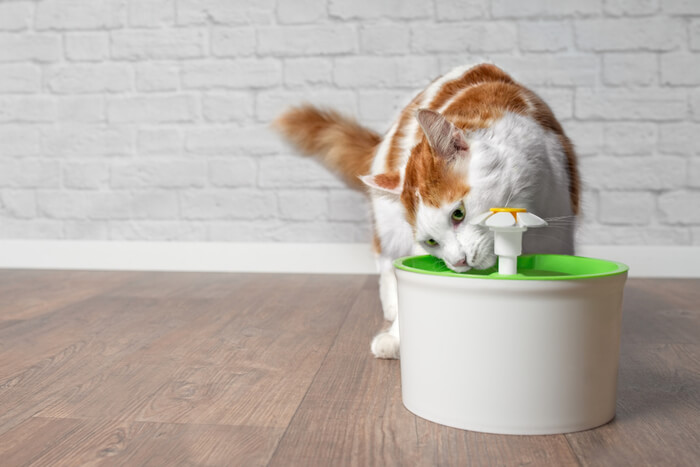 Un chat boit de l'eau à la fontaine pour animaux de compagnie