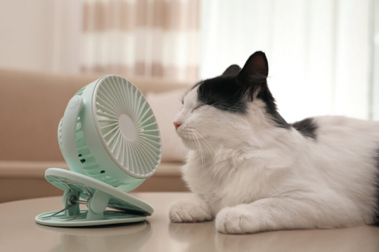 Comment garder les chats au frais en été