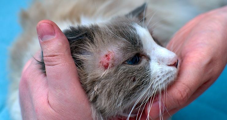 Image présentant le traitement d'une maladie de peau chez un chat.