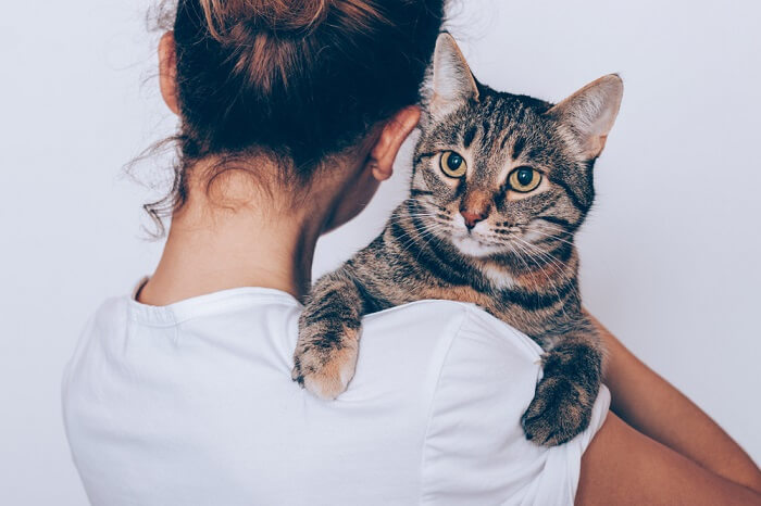 Ce qu'il faut savoir lorsque vous adoptez un chat