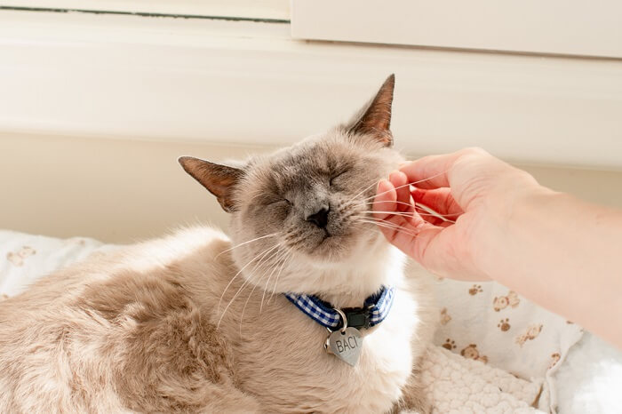 Personne grattant la joue d'un chat.