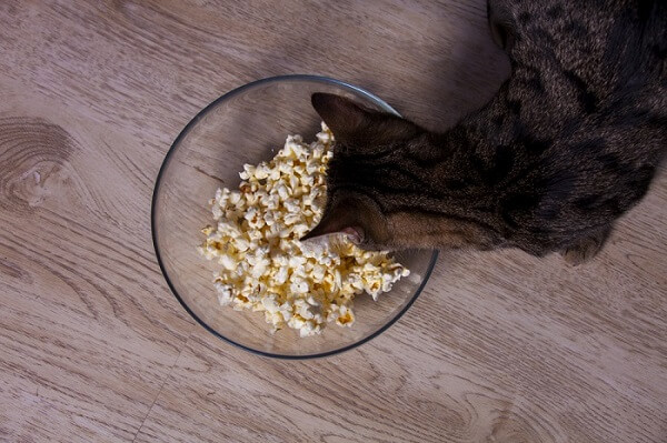 Charmante image d’un chat regardant avec curiosité un bol de pop-corn.