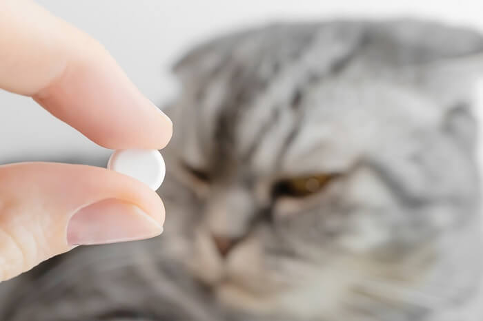 Image d'avertissement d'un chat à côté d'un contenant d'aspirine, soulignant le danger potentiel des médicaments humains pour la santé des félins et l'importance de garder ces substances hors de leur portée.