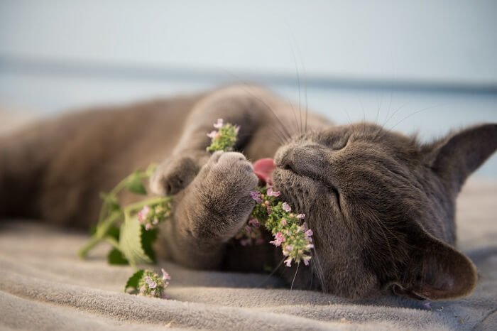 Image capturant l'interaction d'un chat avec de l'herbe à chat, affichant la réponse ludique et parfois euphorique que de nombreux félins présentent lorsqu'ils sont exposés à cette herbe aromatique