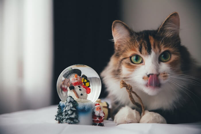 un chat observant curieusement une boule à neige