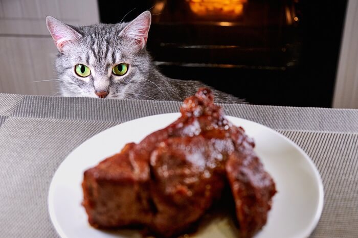 Chat aventureux captivé par un steak délicieux.