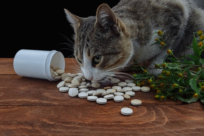 empoisonnement au tylenol chez les chats