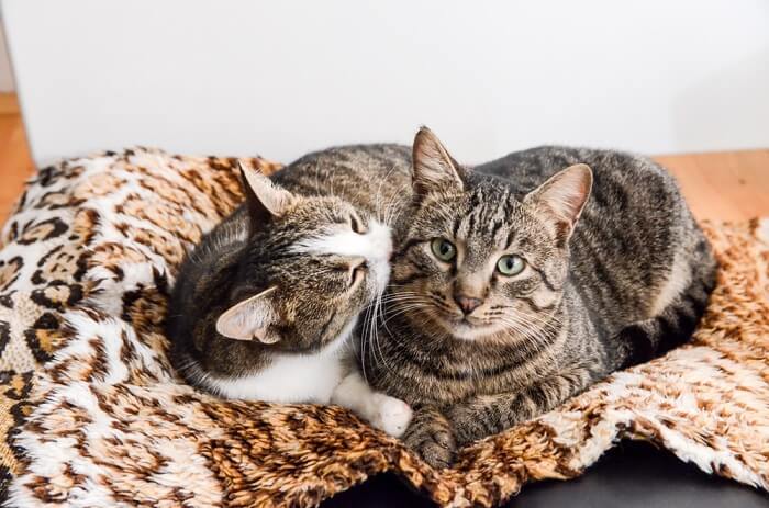 Deux chats se blottissent et se toilettent