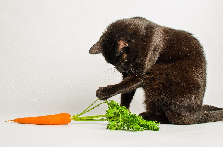 Un chat joue avec une carotte