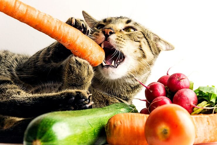 Chat mâchant une carotte entourée de légumes