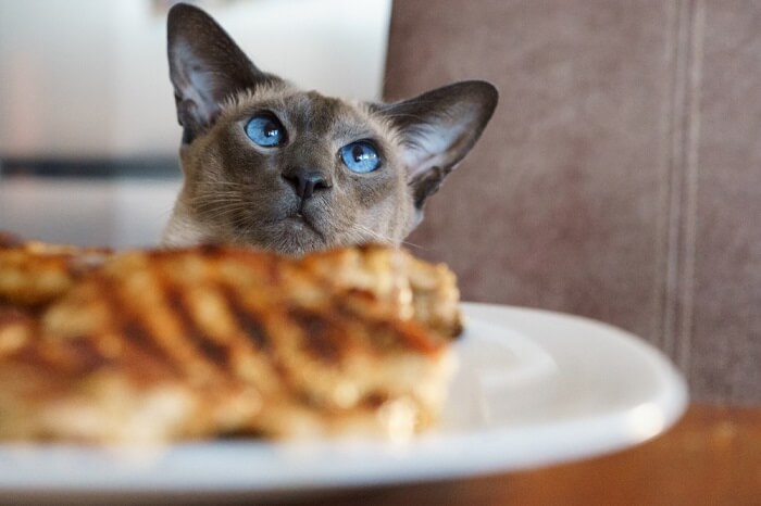 Chat content savourant un délicieux repas de steak.