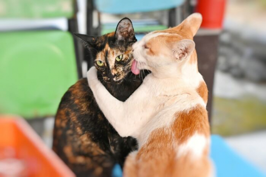 Pourquoi les chats se toilettent-ils entre eux ? Raisons pour lesquelles les chats se toilettent en société.