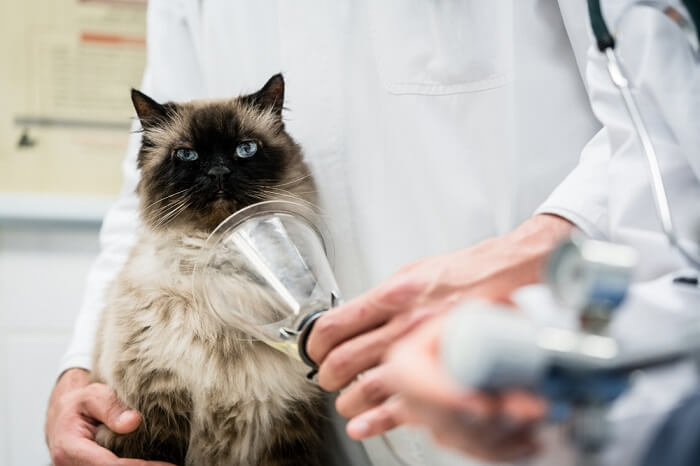 traitement de l'intoxication au monoxyde de carbone chez le chat