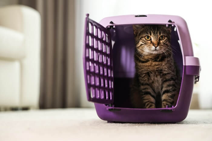 chat dans un porte-bébé