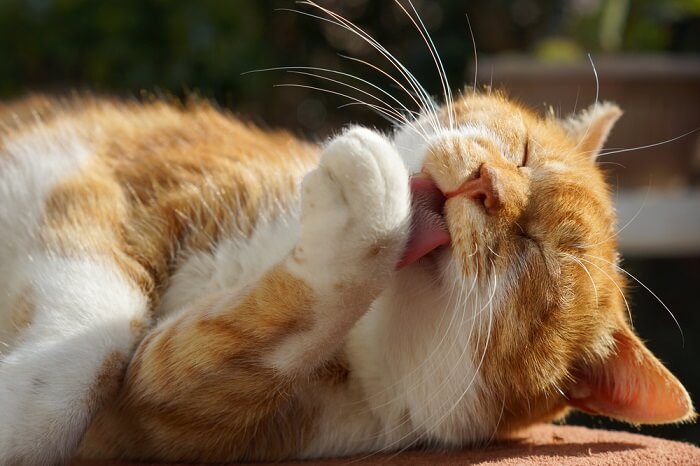 Chat indépendant absorbé par son toilettage, illustrant ses instincts naturels de propreté et de soins personnels.