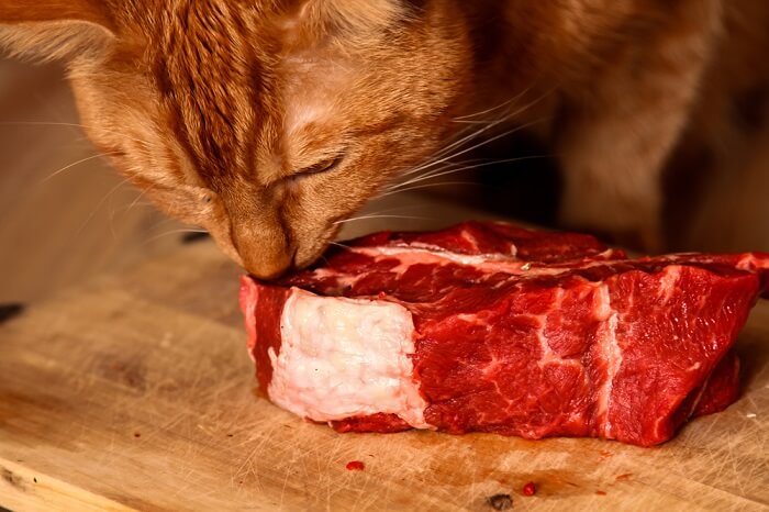 Chat concentré montrant un grand intérêt pour un steak savoureux.