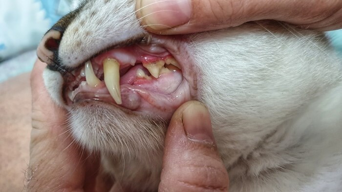 gros plan sur les caries chez les chats