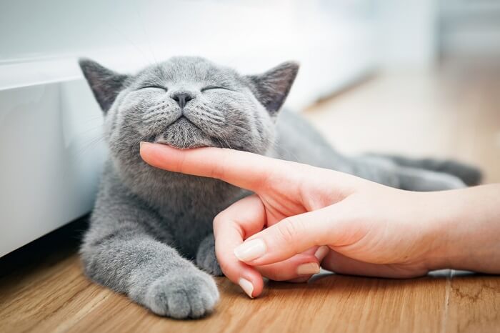 chat gris recevant des câlins