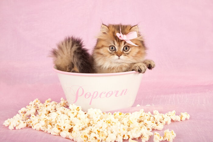 Adorable scène mettant en scène un chaton curieux examinant un bol de pop-corn.