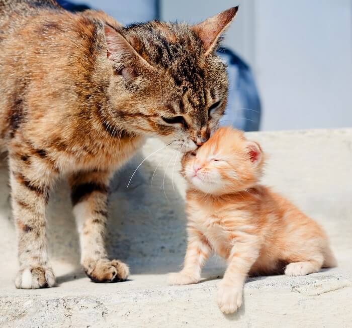 Chat adulte léchant un chaton