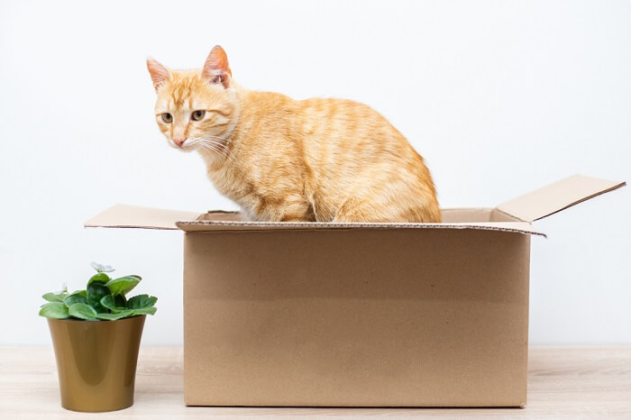 Chat dans une boîte