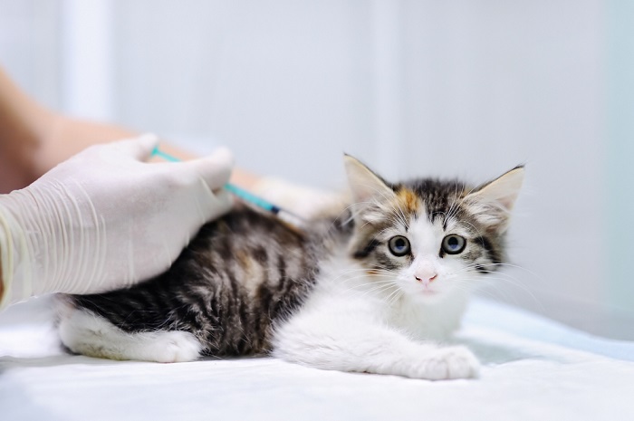 Vétérinaire faisant une injection à un petit chaton tigré