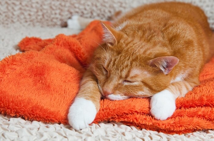 chat couché sur une serviette orange