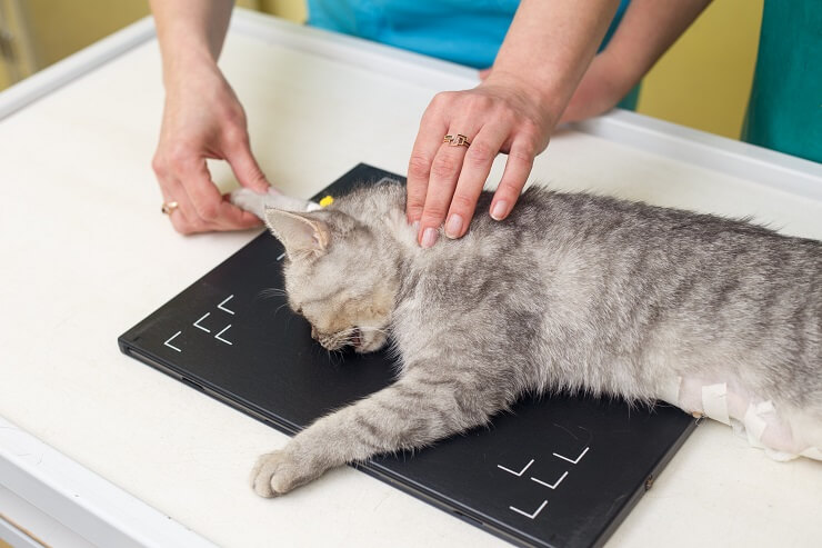 Une image malheureuse d’un chat avec une tumeur visible, soulignant l’importance des soins vétérinaires et de la détection précoce pour les animaux de compagnie.