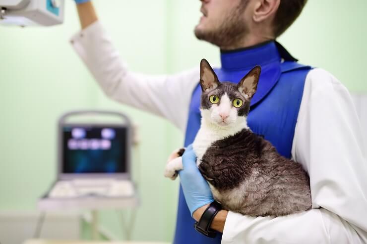 Une image médicale montrant une tumeur chez un chat, soulignant l’importance d’un diagnostic précoce et des soins vétérinaires.