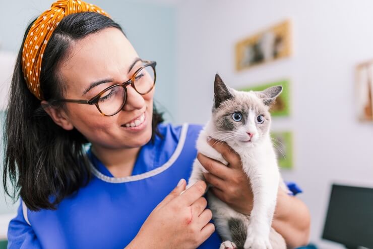 Une image représentant un vétérinaire prodiguant des soins à un chat, illustrant le rôle essentiel des professionnels vétérinaires dans le maintien de la santé des félins.