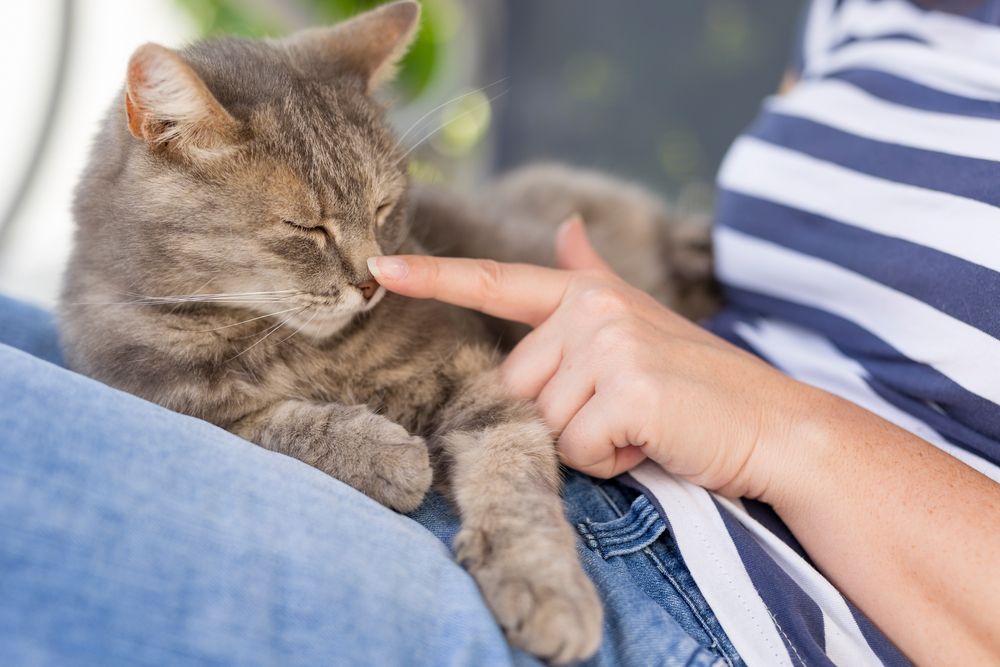 chat couché sur les genoux de son maître