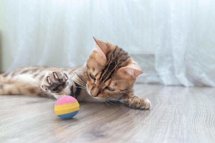 Un chat joyeux, complètement absorbé par le jeu, frappant un jouet avec une concentration et un enthousiasme intenses, illustrant le pur plaisir et l'engagement que le temps de jeu apporte à la vie d'un chat.