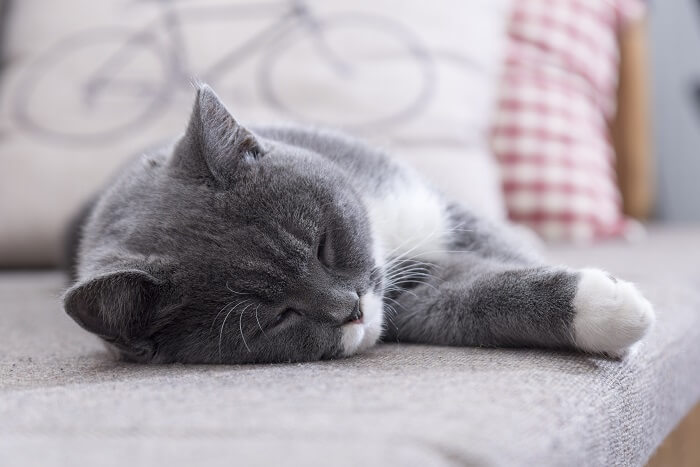 chat qui dort sur le lit